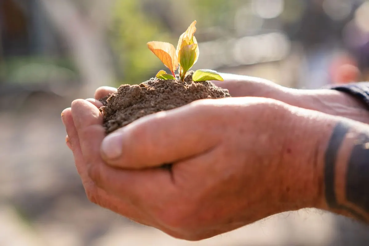 Hands cradling a seedling in soil